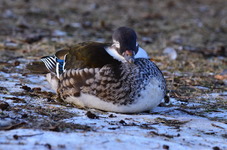 Dsc_1922mand spi